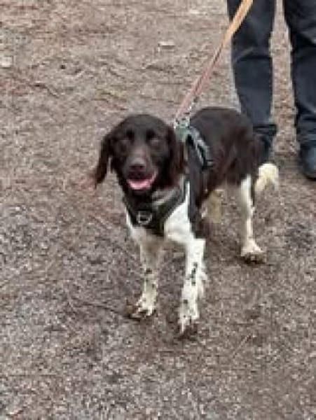 Resi sucht ihre Menschen 🐾