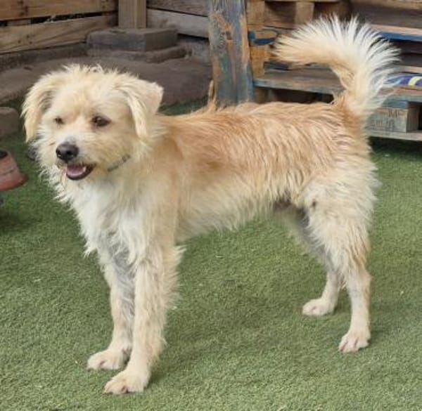 BOLT 🌸 unser süßes Sensiblechen