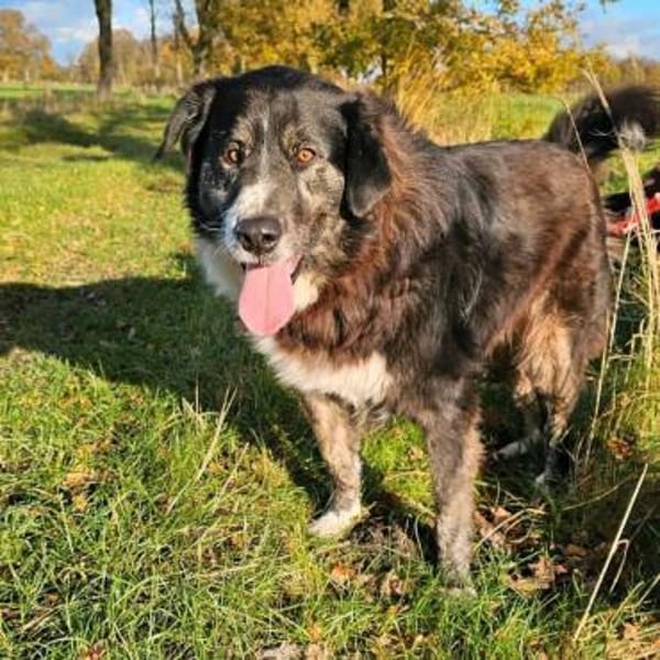 Lustiger Raicu sucht seine Familie