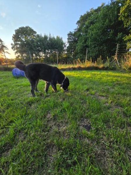 Lustiger Raicu sucht seine Familie