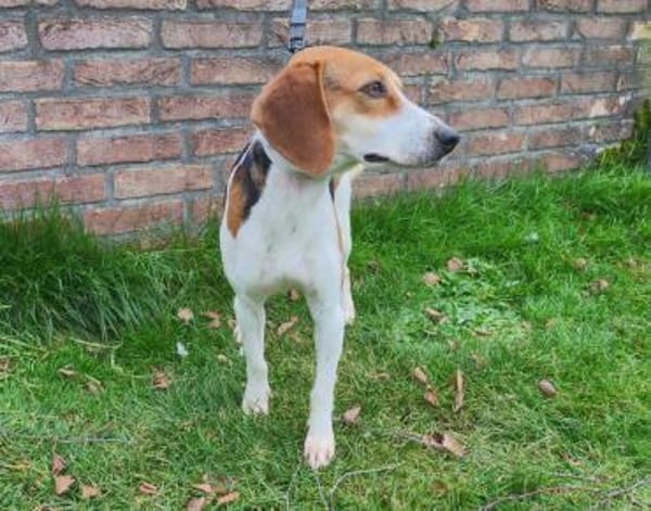 Zauberhafte Afon sucht Familienanschluss