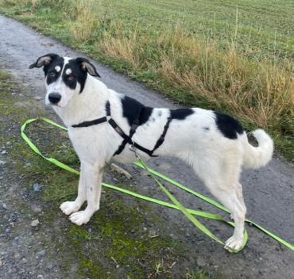 Aury, 12/2024, 33142 Büren-Wewelsburg