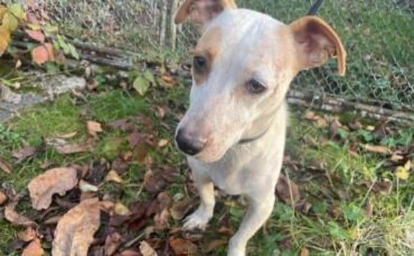 Zuhause gesucht für Liz Taylor