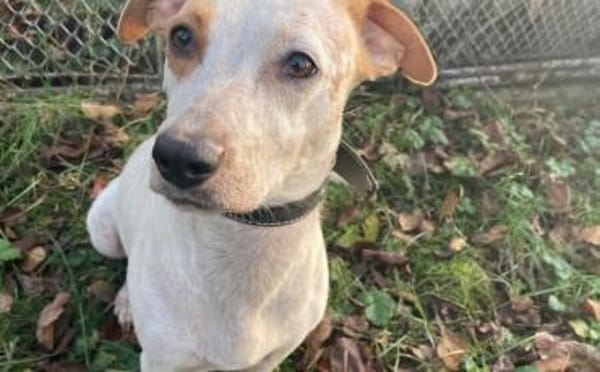 Zuhause gesucht für Liz Taylor