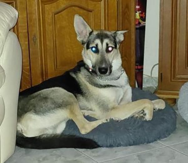 LEVI - ein ganz besonderer Hund