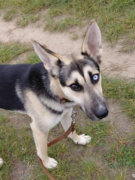 LEVI - ein ganz besonderer Hund