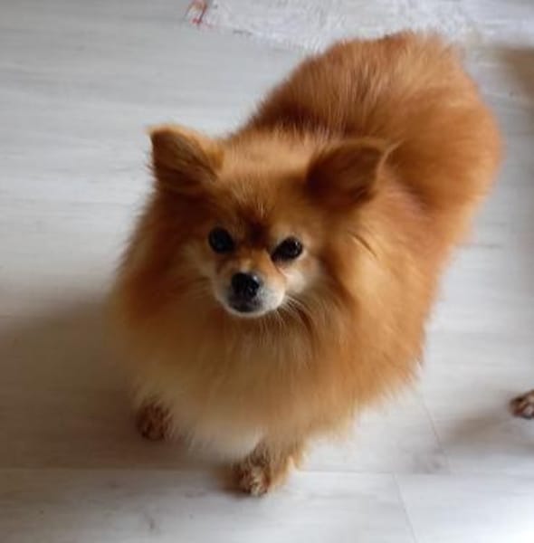 Spitzi Bella in 27619 Schiffdorf #