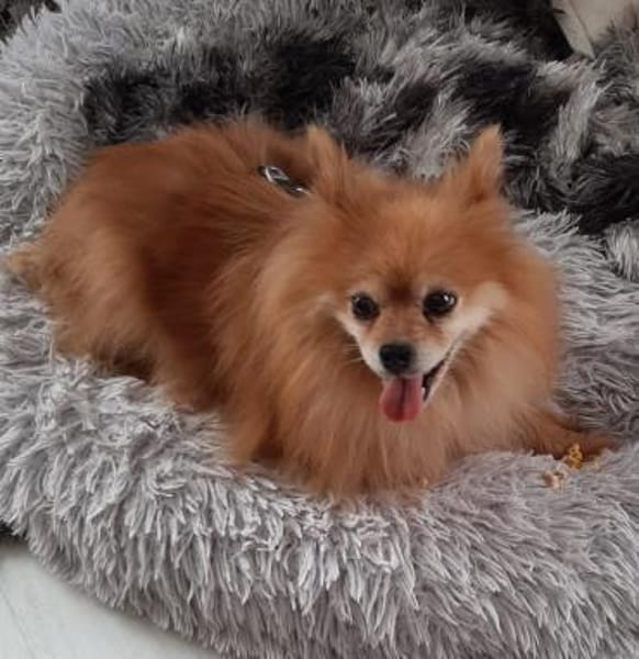 Spitzi Bella in 27619 Schiffdorf #