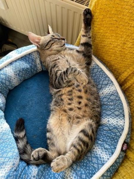 Verspielter und verschmuster Schnurrbert