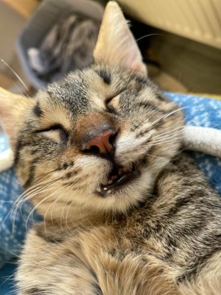 Verspielter und verschmuster Schnurrbert