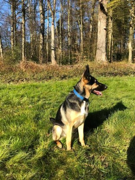 Billi Schäferhund rüde 7 j.