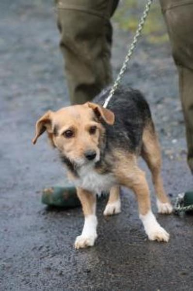 Ranie - zutraulich u. sehr liebenswert