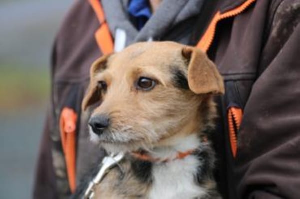 Ranie - zutraulich u. sehr liebenswert