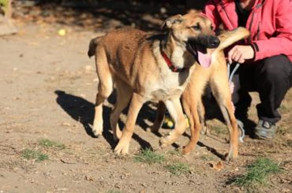 Wer hat einen Platz für Lemmi?