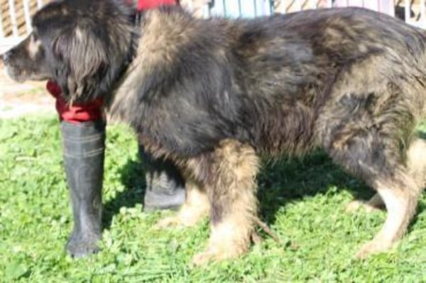 Bo - verschmust u. zutraulich