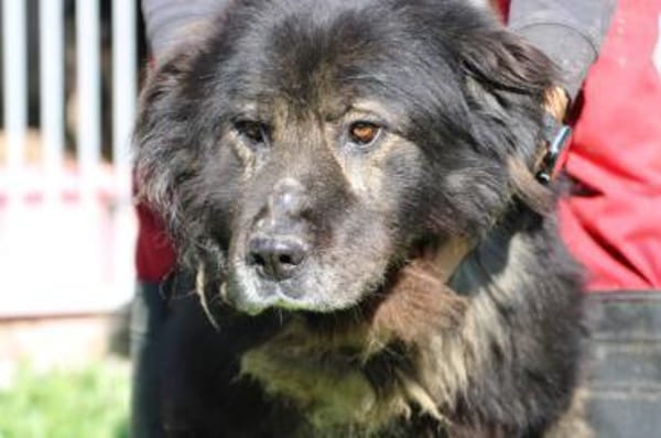 Bo - verschmust u. zutraulich