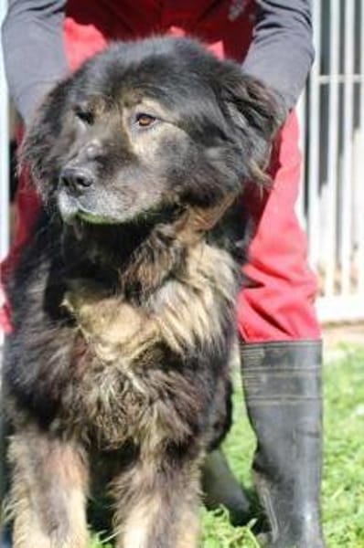 Bo - verschmust u. zutraulich