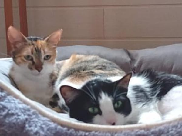 Glückskatze Zerlina sucht Zuhause