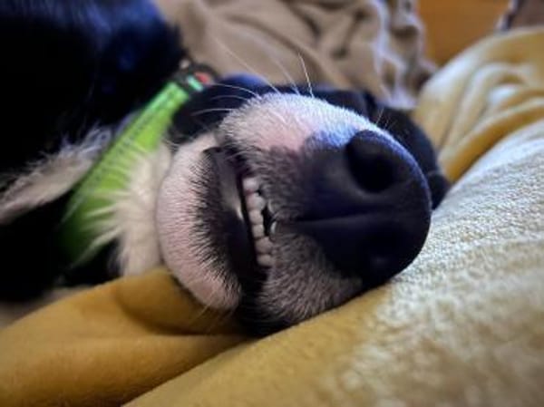 Junghund Jimmy sucht seine Familie