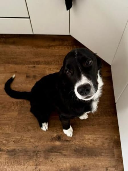 Junghund Jimmy sucht seine Familie