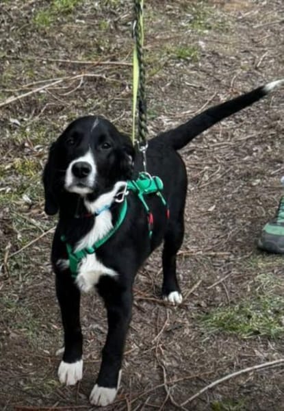 Junghund Jimmy sucht seine Familie