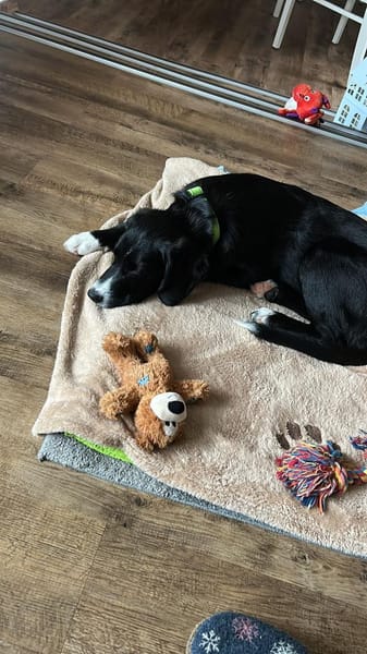 Junghund Jimmy sucht seine Familie