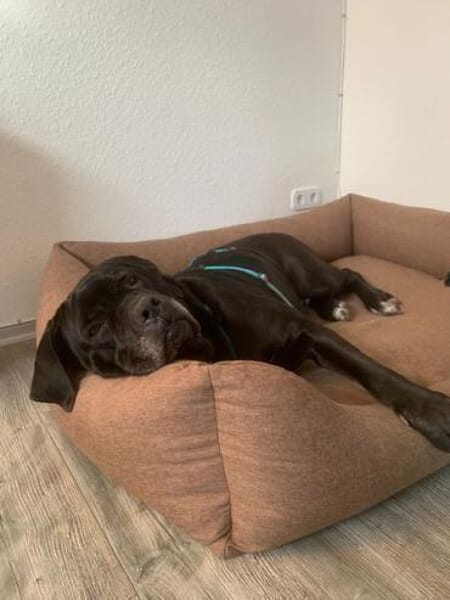 CORAZON * Gutmütige Riesin