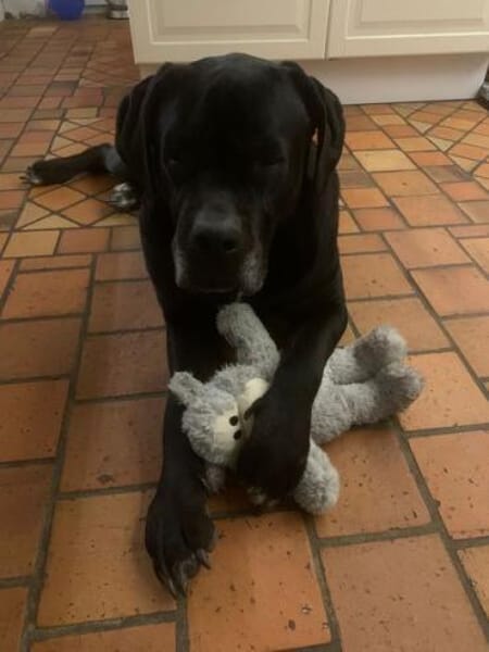 CORAZON * Gutmütige Riesin