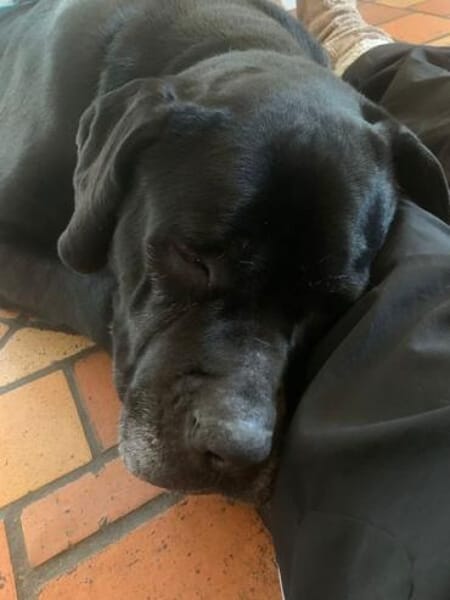 CORAZON * Gutmütige Riesin