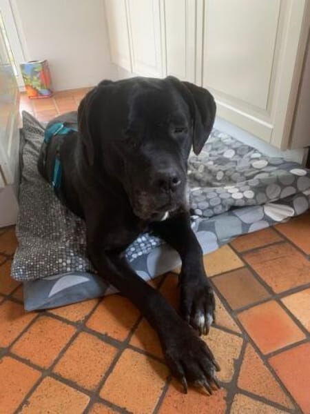 CORAZON * Gutmütige Riesin