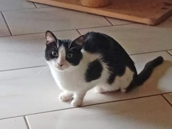 Traumkaterchen Brodino sucht Zuhause