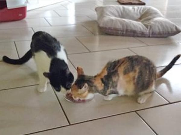 Traumkaterchen Brodino sucht Zuhause