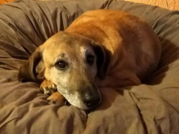 Opi Salim sucht sein Körbchen