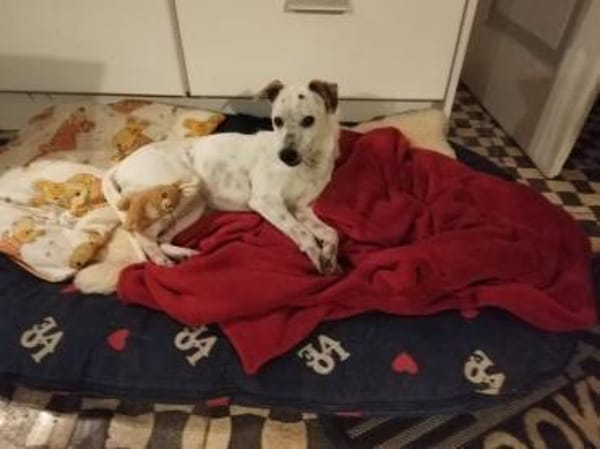 ❤Georgy-Traumhund für aktive Menschen..