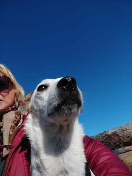 ❤Georgy-Traumhund für aktive Menschen..