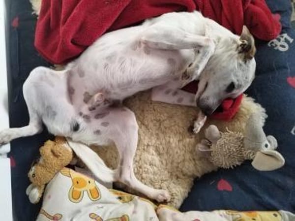 ❤Georgy-Traumhund für aktive Menschen..