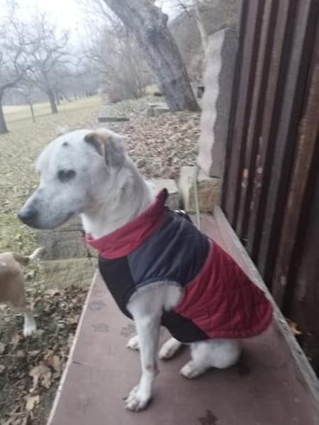 ❤Georgy-Traumhund für aktive Menschen..