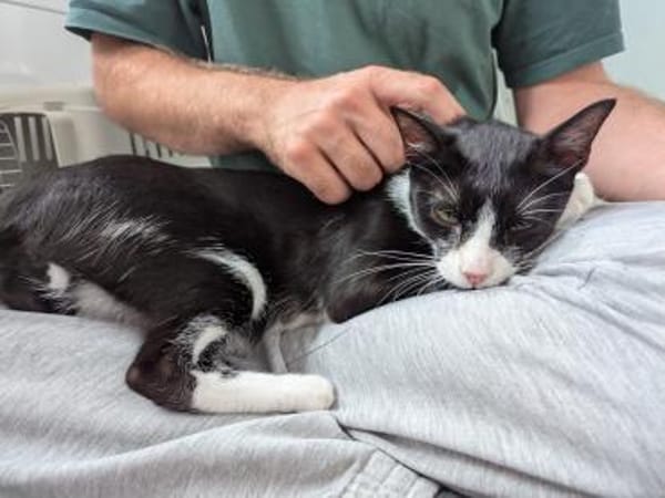 verspielter Goofy bei München (ALM)