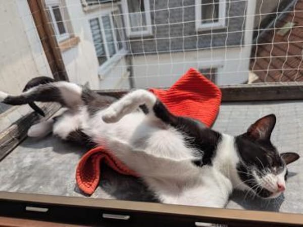 verspielter Goofy bei München (ALM)