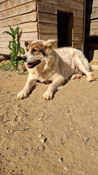 PANDA - braucht ein warmes Zuhause