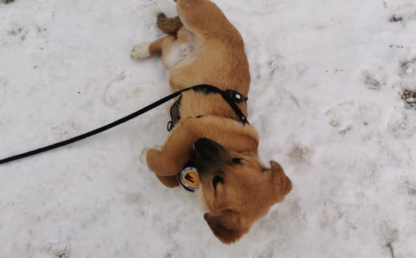 Herr Schröder wartet auf Dich