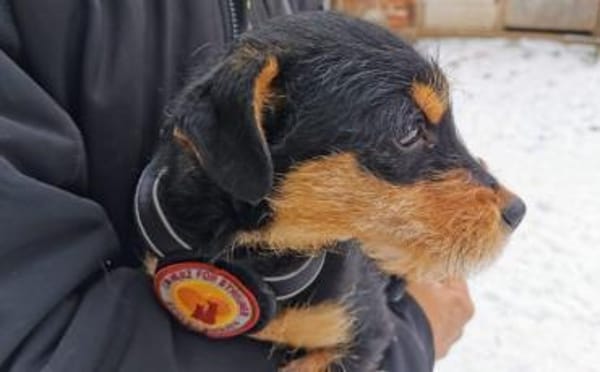 Chip wartet schon auf dich