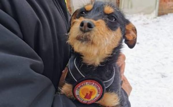 Chip wartet schon auf dich