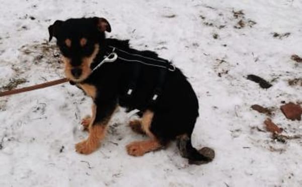 Chip wartet schon auf dich