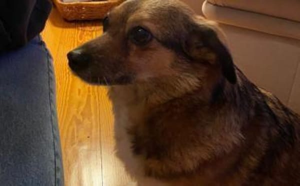 Hast du ein Körbchen frei für Pinky?