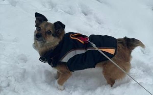 Hast du ein Körbchen frei für Pinky?