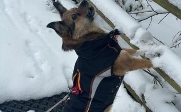 Hast du ein Körbchen frei für Pinky?