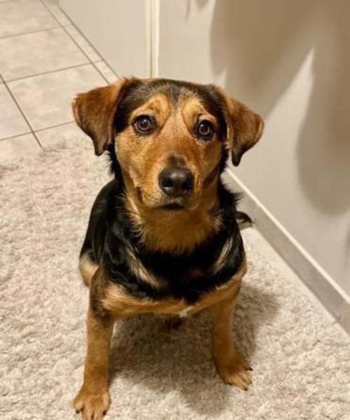 Hündin BETONITA sucht Zuhause!