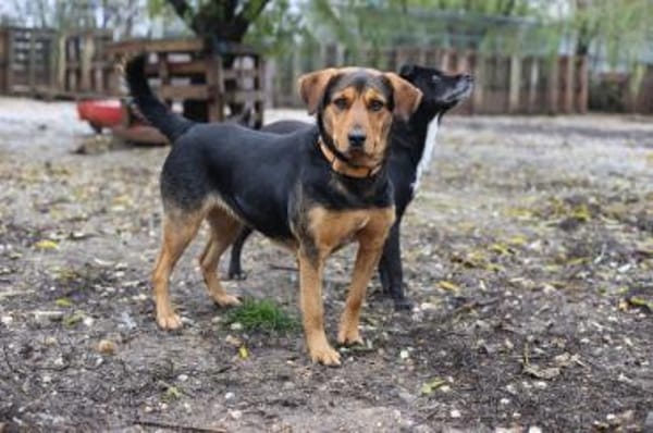 Hündin BETONITA sucht Zuhause!