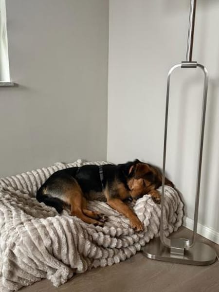 Hündin BETONITA sucht Zuhause!